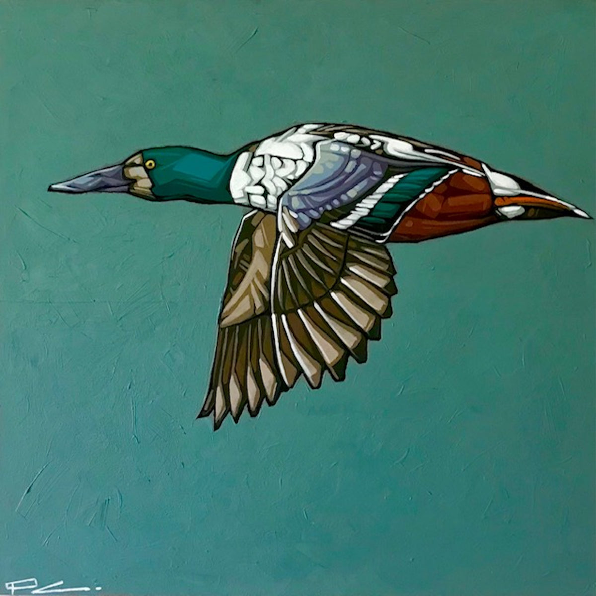 Paul Jacob Chapman — Shoveler Duck